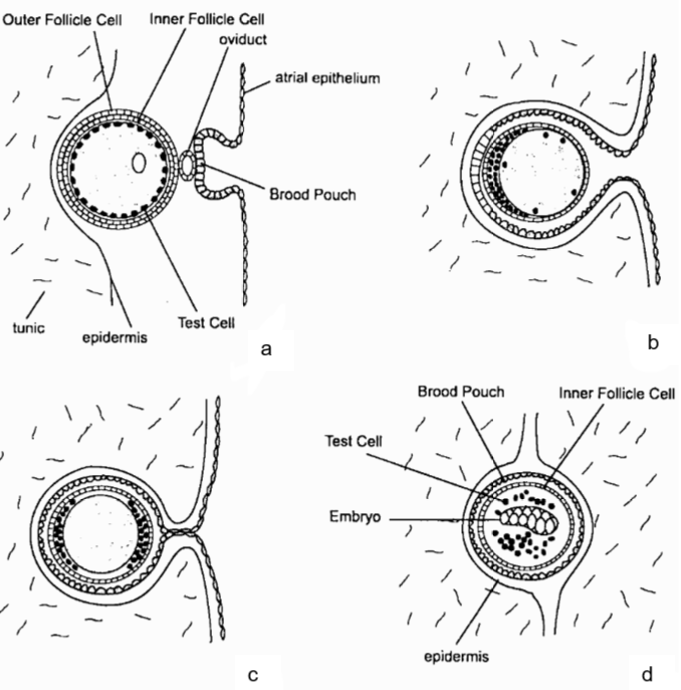 figure image